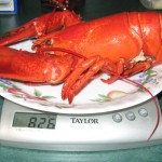 lobster4