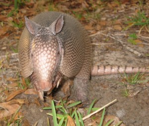 armadillo31